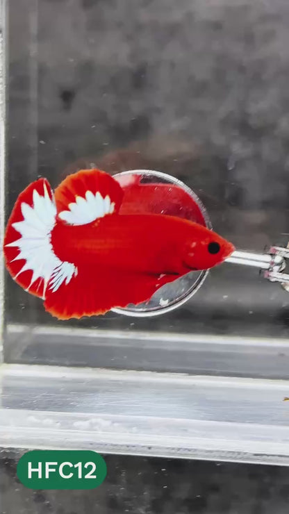 Hellboy Plakat Male Betta Fish | Order Directly From Farm | You Pick Fish