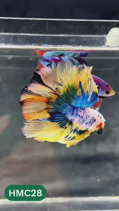 Multicolor Halfmoon Male Betta Fish | Order Directly From Farm | You Pick Fish
