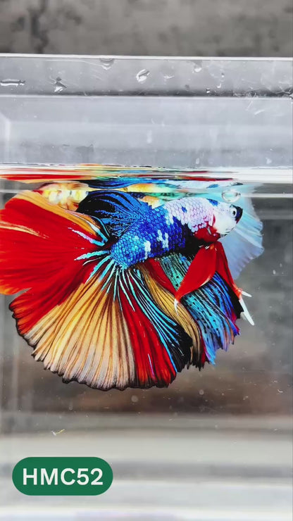 Nemo Halfmoon Male Betta Fish | Order Directly From Farm | You Pick Fish