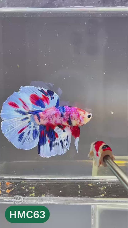 Multicolor Halfmoon Male Betta Fish | High Grade | Order Directly From Farm |  You Pick Fish |