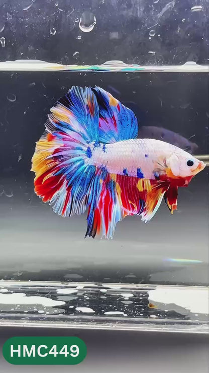 Nemo Halfmoon Male Betta Fish | Order Directly From Farm | You Pick Fish