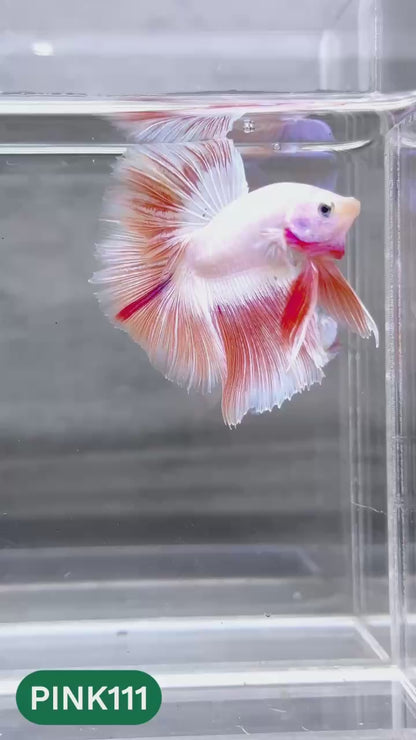 Pink Halfmoon Male Betta Fish | You Pick Fish | Order Directly From Farm