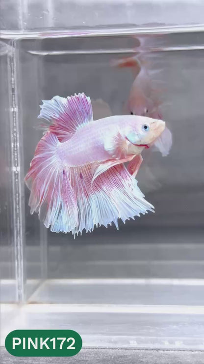 Pink Halfmoon Male Betta Fish | You Pick Fish | Order Directly From Farm