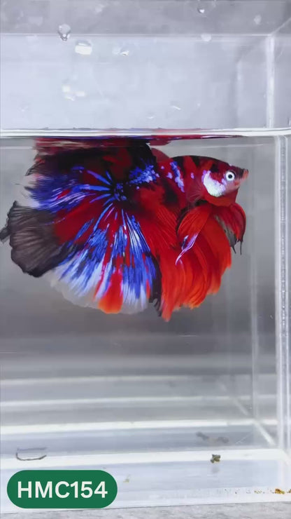 Multicolor Halfmoon Male Betta Fish | High Grade | Order Directly From Farm |  You Pick Fish |