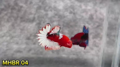 Hellboy Plakat Male Betta Fish | Order Directly From Farm | You Pick Fish