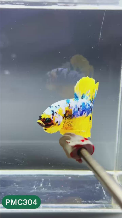 Multicolor Plakat Male Betta Fish | Show Grade |  You Pick Fish