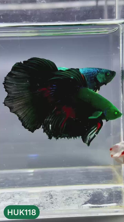 Black Hulk Halfmoon Male Betta Fish | You Pick Fish