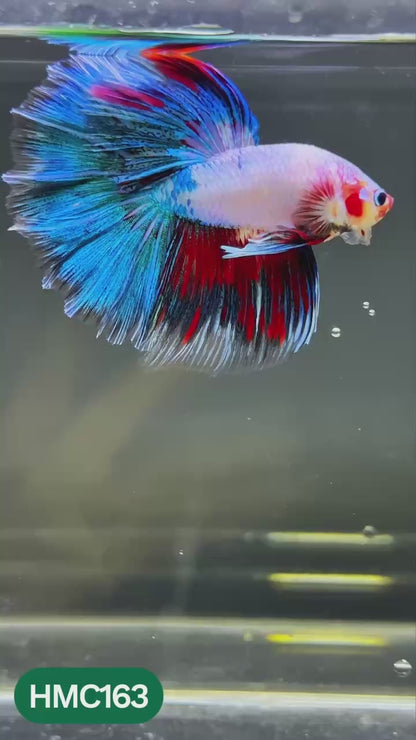 Multicolor Halfmoon Male Betta Fish | Order Directly From Farm | You Pick Fish