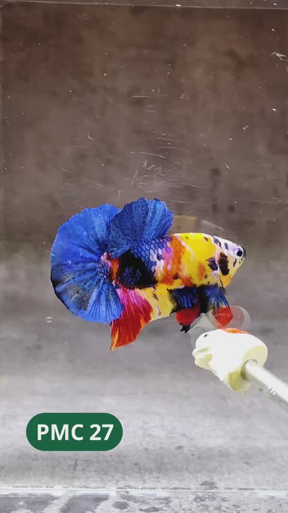 Multicolor Plakat Male Betta Fish |Show Grade|  You Pick Fish