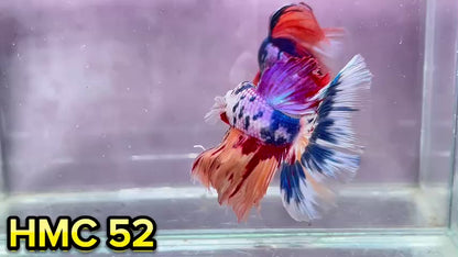 Multicolor Halfmoon Male Betta Fish | Order Directly From Farm | You Pick Fish