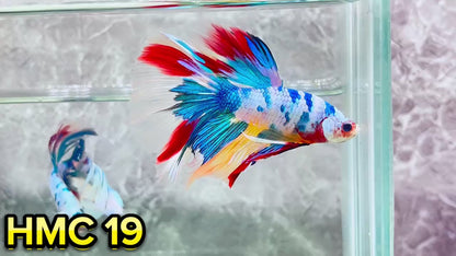 Multicolor Halfmoon Male Betta Fish | High Grade | Order Directly From Farm|  You Pick Fish |