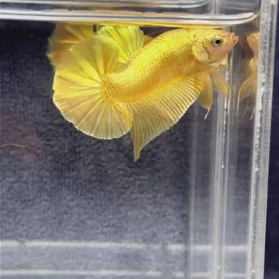 Super Gold Plakat Male Betta Fish