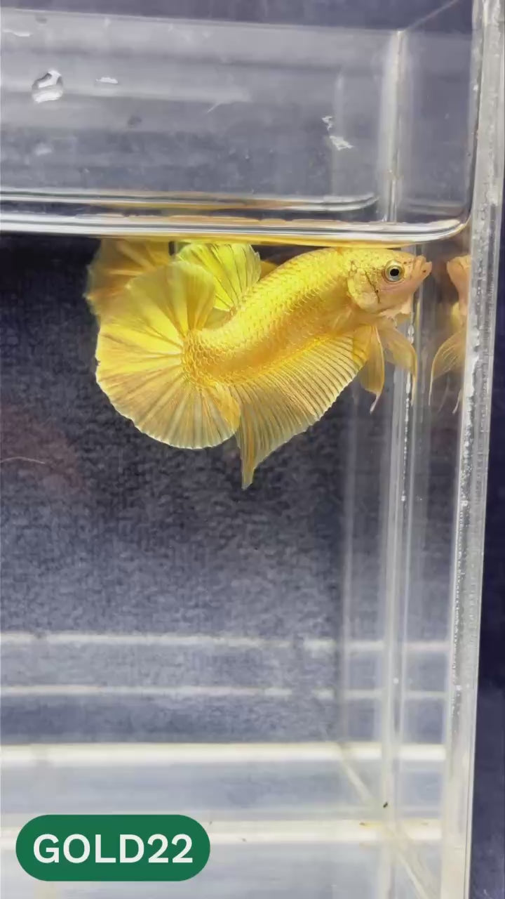Super Gold Plakat Male Betta Fish