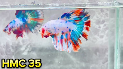 Multicolor Halfmoon Male Betta Fish | High Grade | Order Directly From Farm|  You Pick Fish |