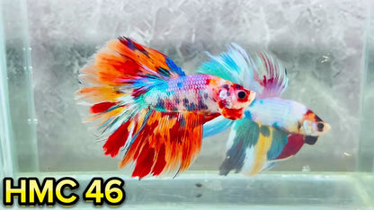 Multicolor Halfmoon Male Betta Fish | High Grade | Order Directly From Farm|  You Pick Fish |