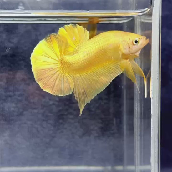 Super Gold Plakat Male Betta Fish