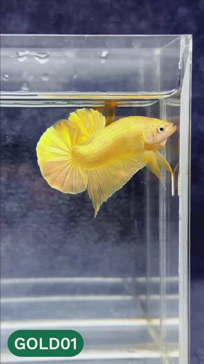 Super Gold Plakat Male Betta Fish