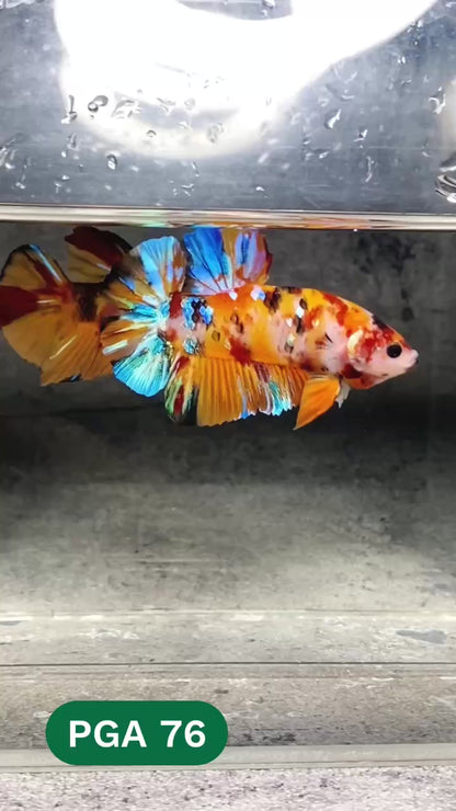 King Giant Plakat Male Betta Fish | You Pick Fish | High Grade