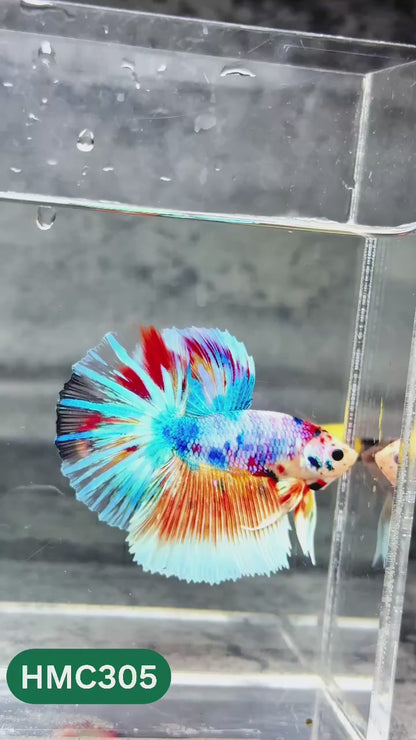 Multicolor Halfmoon Male Betta Fish | High Grade | Order Directly From Farm |  You Pick Fish |