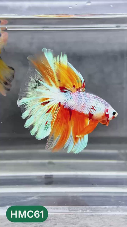 Multicolor Halfmoon Male Betta Fish | Order Directly From Farm | You Pick Fish