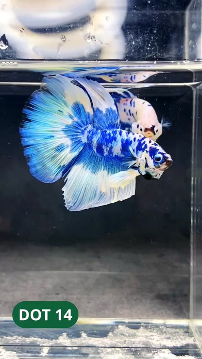 Blue Marble Dot Halfmoon Male Betta Fish | Order Directly From Farm | You Pick Fish