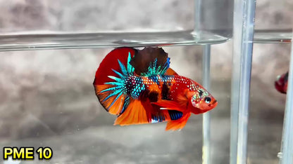 Metallic Plakat Betta Fish | You Pick Betta | Show Grade