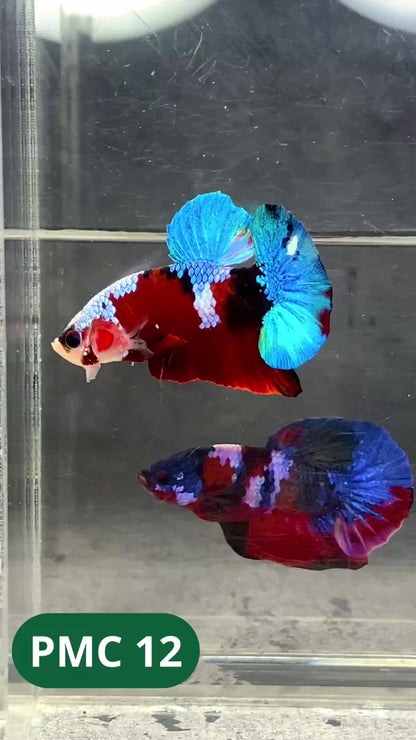 Multicolor Plakat Male Betta Fish |Show Grade|  You Pick Fish