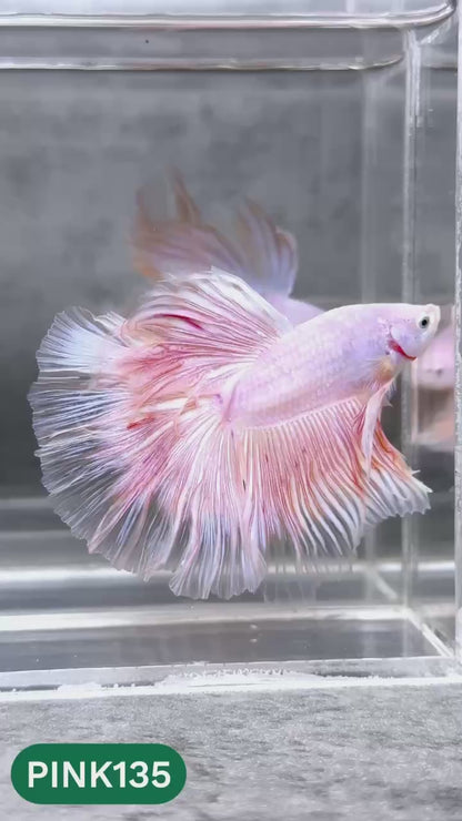 Pink Halfmoon Male Betta Fish | You Pick Fish | Order Directly From Farm