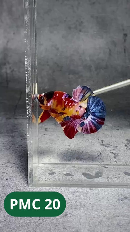 Multicolor Plakat Male Betta Fish |Show Grade|  You Pick Fish