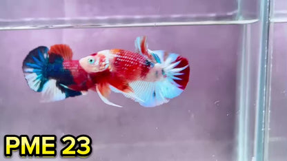 Metallic Plakat Betta Fish | You Pick Betta | Show Grade