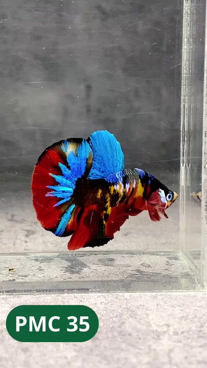 Multicolor Plakat Male Betta Fish |Show Grade|  You Pick Fish