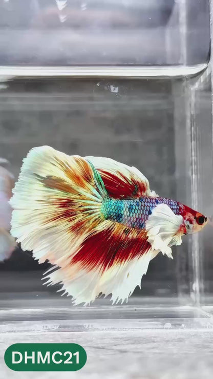 Multicolor Halfmoon Male Betta Fish | High Grade | Order Directly From Farm |  You Pick Fish |