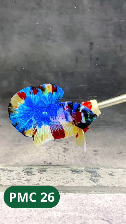 Multicolor Plakat Male Betta Fish |Show Grade|  You Pick Fish
