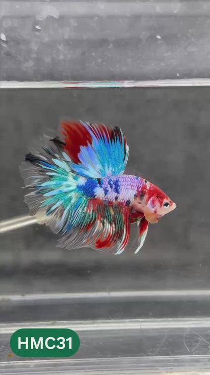 Multicolor Halfmoon Male Betta Fish | High Grade | Order Directly From Farm |  You Pick Fish |