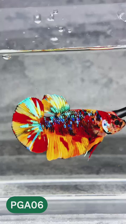 King Giant Plakat Male Betta Fish | You Pick Fish | High Grade