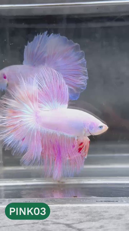 Pink Halfmoon Male Betta Fish | You Pick Fish | Order Directly From Farm
