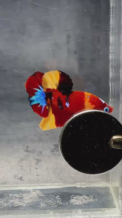 Multicolor Plakat Male Betta Fish |Show Grade|  You Pick Fish
