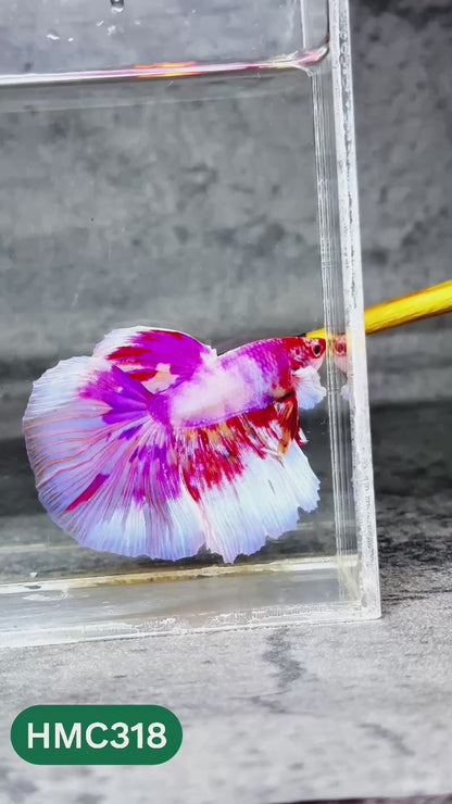Multicolor Halfmoon Male Betta Fish | High Grade | Order Directly From Farm |  You Pick Fish |