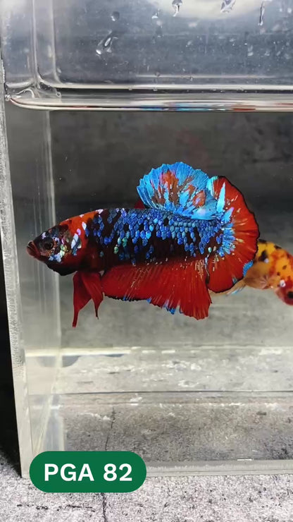 King Giant Plakat Male Betta Fish | You Pick Fish | High Grade