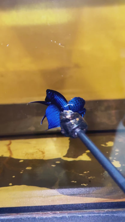Wild Blue Mahachaiensis Male Betta Fish