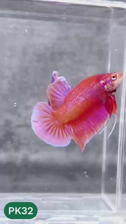 Pink Plakat Male Betta Fish | You Pick Fish | Rare Color