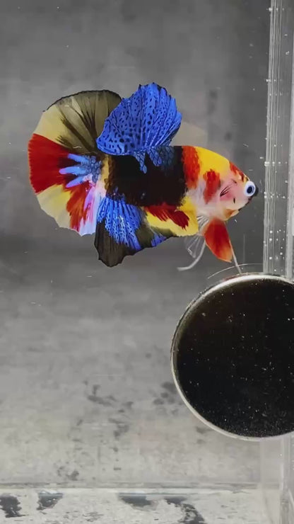 Multicolor Plakat Male Betta Fish |Show Grade|  You Pick Fish