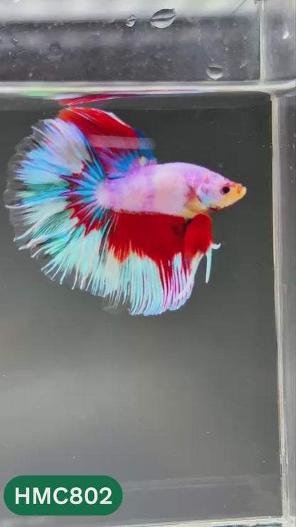 Nemo Halfmoon Male Betta Fish | Order Directly From Farm | You Pick Fish