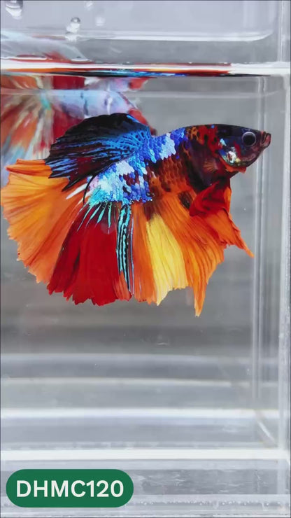 Multicolor Halfmoon Male Betta Fish | Order Directly From Farm | You Pick Fish
