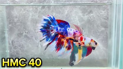 Multicolor Halfmoon Male Betta Fish | High Grade | Order Directly From Farm|  You Pick Fish |