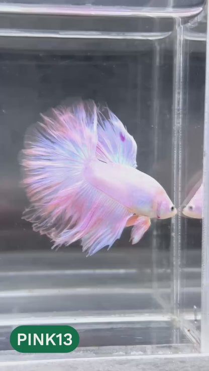Pink Halfmoon Male Betta Fish | You Pick Fish | Order Directly From Farm