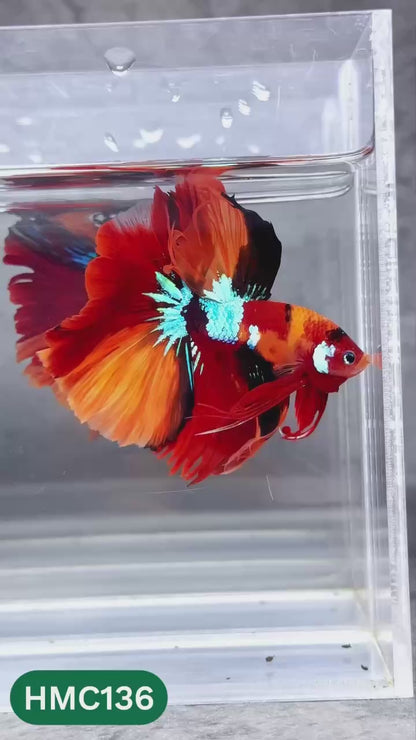 Multicolor Halfmoon Male Betta Fish | High Grade | Order Directly From Farm |  You Pick Fish |
