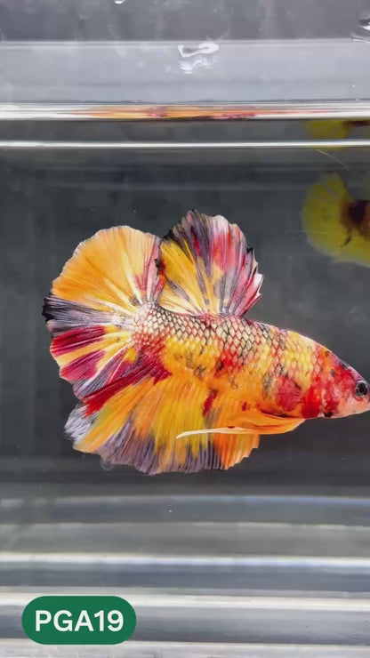 King Giant Plakat Male Betta Fish | You Pick Fish | High Grade