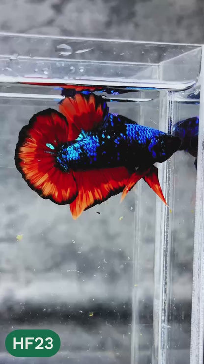 Dark Flame Hellfire Plakat Male Betta Fish | You Pick Fish | Rare Betta