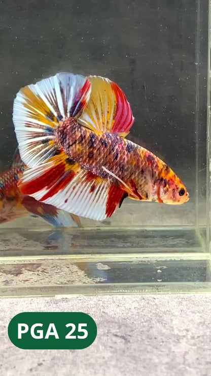 King Giant Plakat Male Betta Fish | You Pick Fish | High Grade